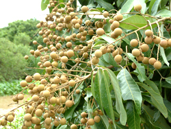 Delta du Mékong, fruits de longane